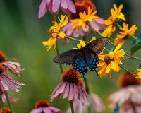 Що зробити 5 вересня, щоб уберегти себе від хвороб: прикмети і заборони