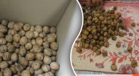 Моль і цвіль будуть не страшні: як зберігати горіхи, щоб не псувалися