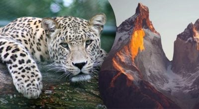 Снежный барс, горы Снежный барс, горы