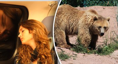 До чого сниться ведмідь: сон обіцяє шлюб або помсту