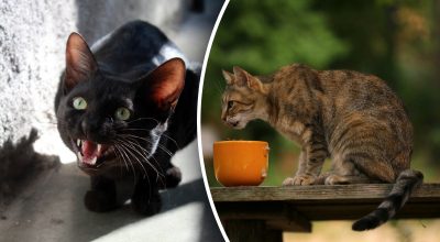 Чим не можна годувати кішку Чим не можна годувати кішку