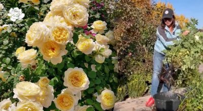 Что нельзя делать с розами осенью: хорошие советы по уходу за шикарными цветами