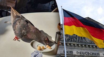 Почему в Германии нельзя кормить голубей и какой штраф можно за это схлопотать