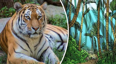 Оптична ілюзія для унікумів: потрібно знайти тигра в лісі за 9 секунд