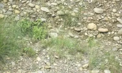 Хитромудра ілюзія з совою зводить з розуму: на її рішення всього 10 секунд