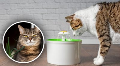 Как успокоить кошку во время течки: простые способы изгнать фурию из домашней любимицы
