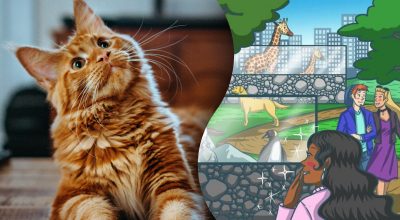 Кот, оптическая иллюзия