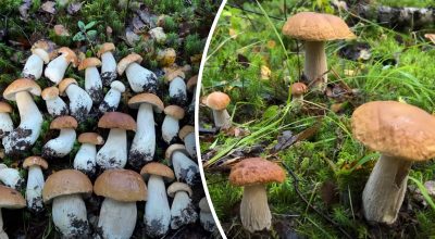 О чем молчат грибники: где лучше всего искать белые грибы