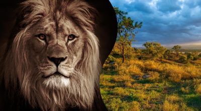 Только люди с орлиным зрением найдут льва за 14 секунд: оптическая иллюзия на внимательность