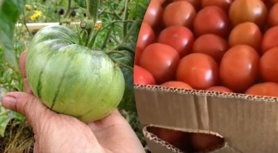 Как хранить недозрелые помидоры: два способа дозреть плоды