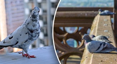 Чим відлякувати голубів від балкона Чим відлякувати голубів від балкона