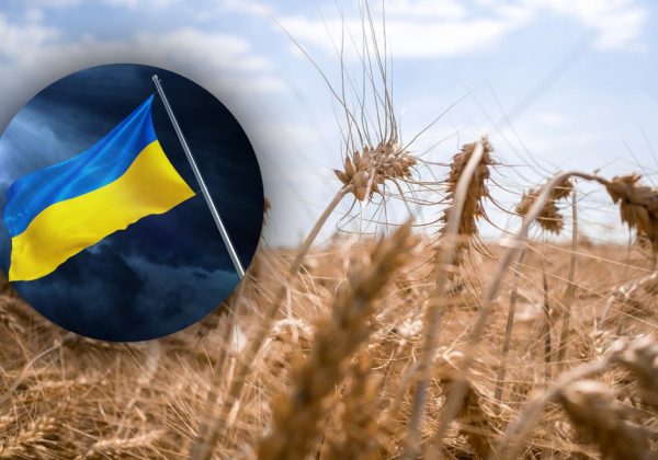 Ситуация с зерном налаживается: все три черноморских порта снова заработали
