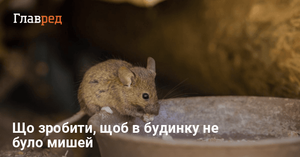 Основні ознаки наявності мишей