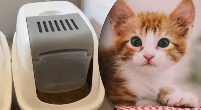 Как приучить котенка к лотку, если он ходит в другое место: действенные советы
