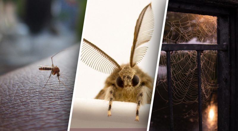 "Терпеть не могут этого": как отвадить пауков, комаров и моль от дома