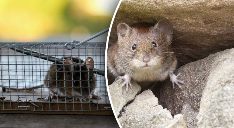 Що покласти в мишоловку: від цих трьох продуктів вони шаленіють