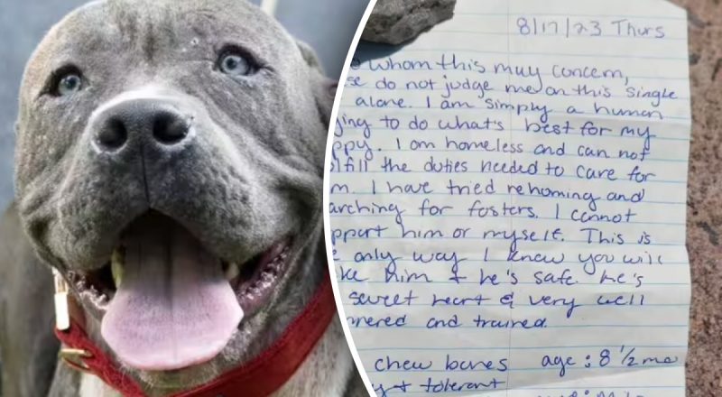 Щенка бросили на улице и оставили душераздирающую записку