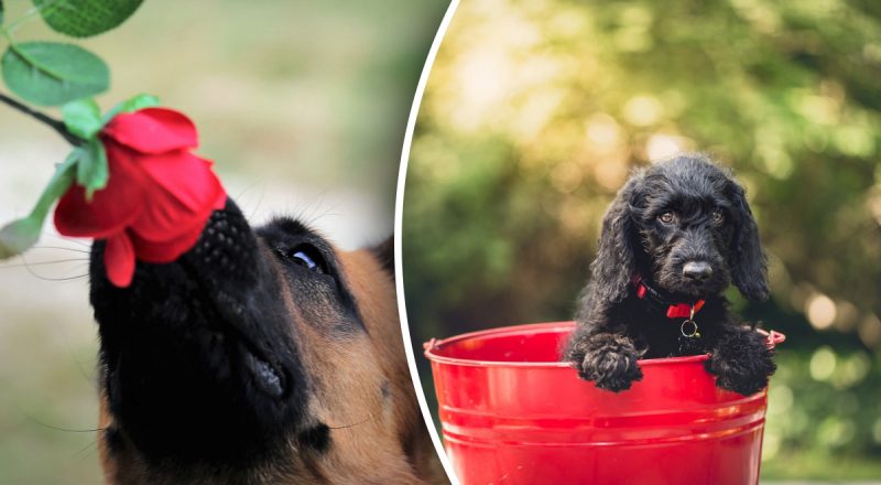 Любимца пора спасать: что делать, если от собаки пахнет псиной