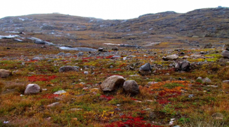 Головоломка для тех, у кого блестящее зрение: надо за 15 сек найти ежика в поле