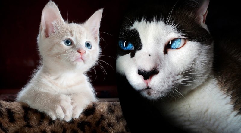 Как узнать сколько лет коту: 3 способа понять, что ваш любимец постарел