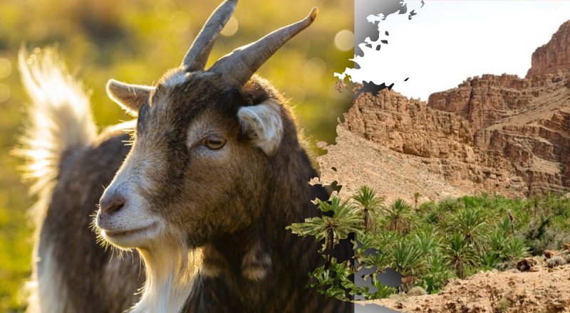 Только самые внимательные найдут козу в горах за 12 секунд: очень сложная оптическая иллюзия