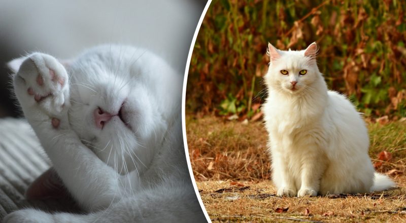 Шерсть повсюду: почему кошка сильно линяет