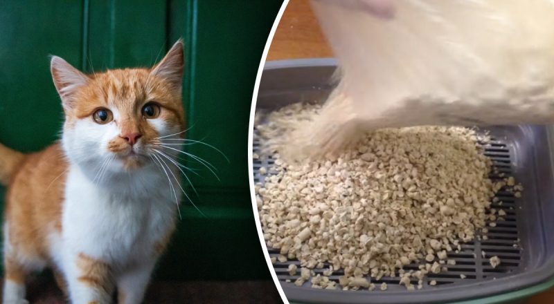 Кошачий наполнитель своими руками: что добавить в лоток, чтобы не было запаха