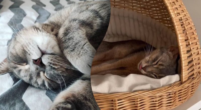 Є одне пояснення, чому кіт поводиться неадекватно