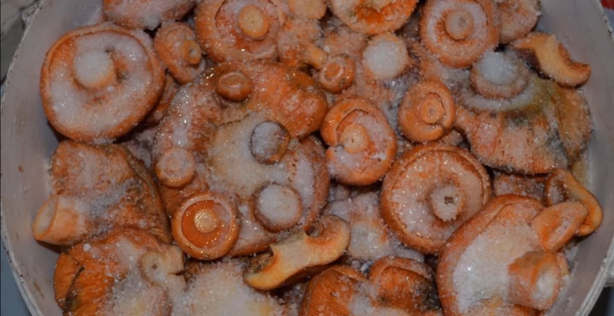 Будуть радувати всю зиму: як засолити і замаринувати рижики в домашніх умовах, 4 способи Будуть радувати всю зиму: як засолити і замаринувати рижики в домашніх умовах, 4 способи