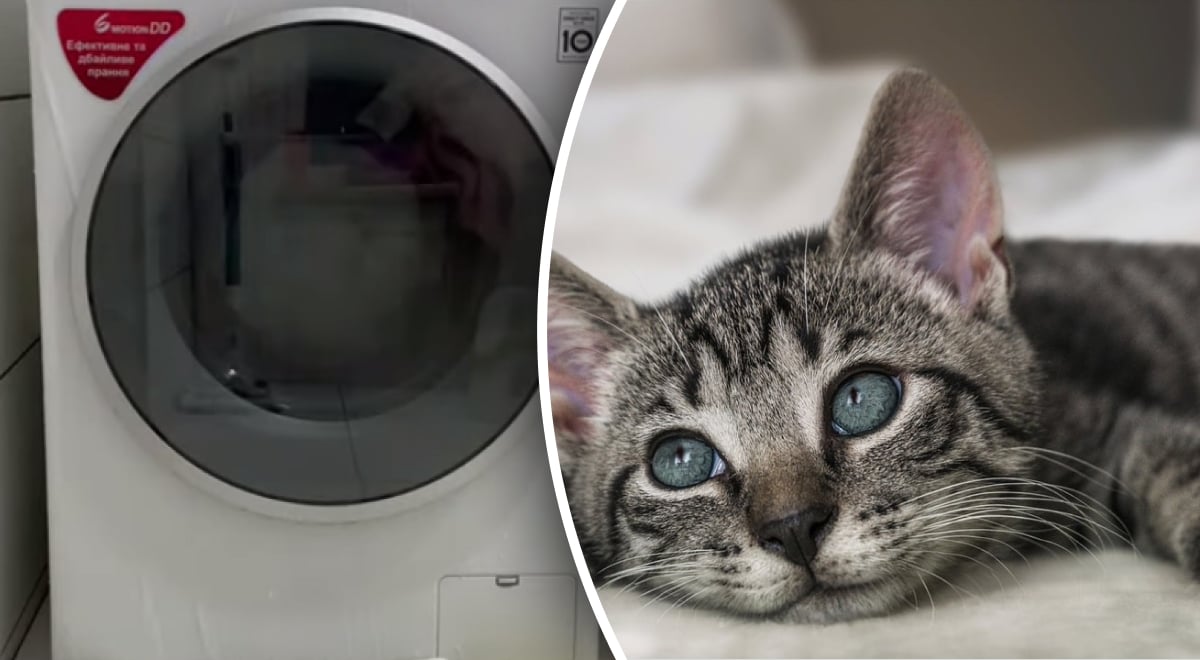 Как очистить одежду и мебель от кошачьей шерсти