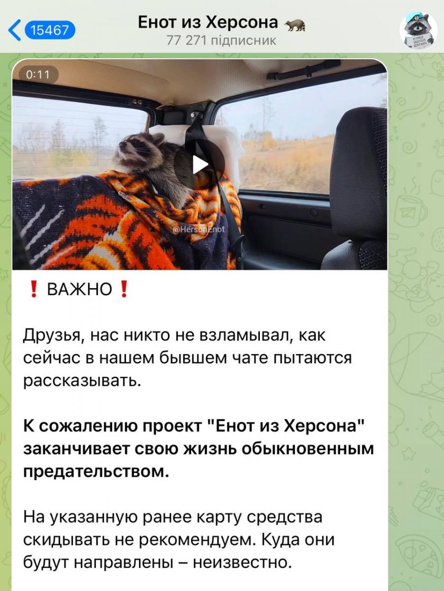 Обдурив усіх і втік: новий поворот в історії вкраденого з Херсона єнота Обдурив усіх і втік: новий поворот в історії вкраденого з Херсона єнота