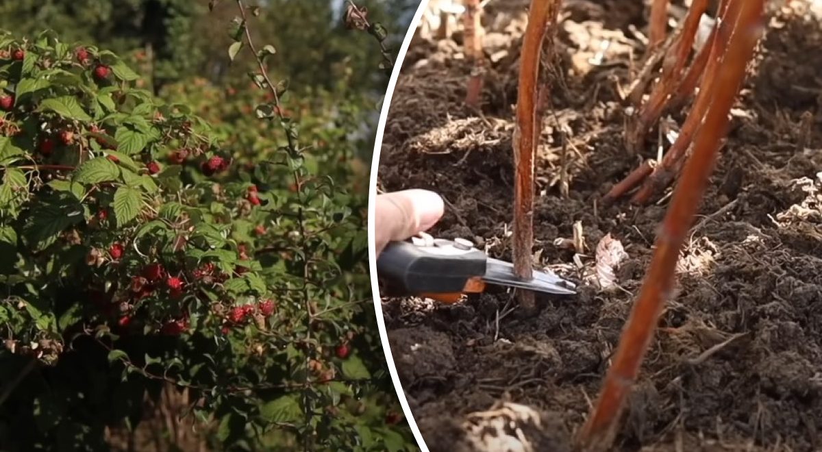 Ремонтантная малина побеги. Надо обрезать верхушки малины осенью. Когда надо обрезать малину на зиму. Прореживание малины весной. Обрезка малины на зиму видео.