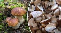 Виповзуть самі: як очистити гриби від черв'яків