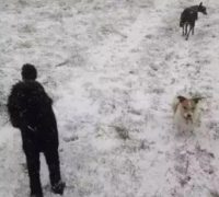 Хитра головоломка для найуважніших: треба лише за 10 секунд знайти собаку