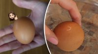 Як за 3 хвилини зрозуміти, що куряче яйце зіпсувалося