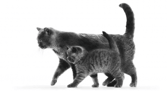 Клички для черных котят