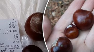 Навіщо люди збирають каштани Навіщо люди збирають каштани