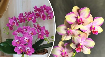 Пишне цвітіння гарантоване: чим підгодувати орхідеї для кращого зростання Пишне цвітіння гарантоване: чим підгодувати орхідеї для кращого зростання