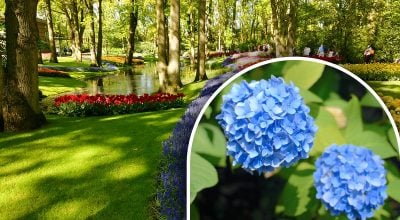 Коли садити гортензію Коли садити гортензію