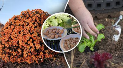 Що можна садити у жовтні: встигніть посіяти, щоб мати великий урожай