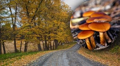 Де не можна збирати гриби Де не можна збирати гриби