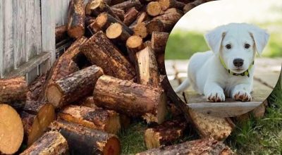 Головоломка с собакой