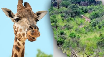 Жираф, оптическая иллюзия Жираф, оптическая иллюзия