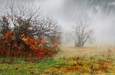 Вітер зноситиме дерева: українців попередили про штормову погоду на вихідні