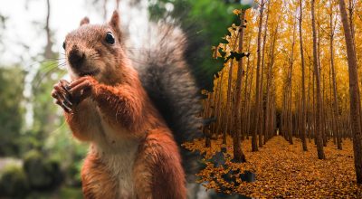 Белочка, осенний лес Белочка, осенний лес