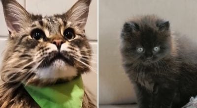 Коты Коты