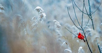 Снег и сильный ветер: синоптики объявили штормовое предупреждение