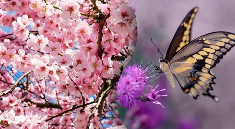 Більшість людей не знайдуть метелика на дереві: хитра головоломка для найуважніших