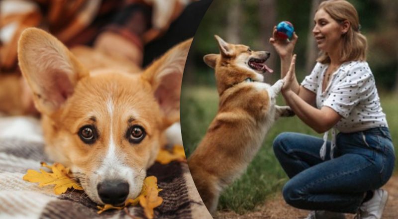 Як навчити собаку давати лапу: ви будете вражені результатом