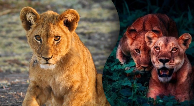 Нужно найти львенка всего за 8 секунд: только гений справится с задачей